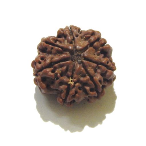 7 mukhi rudraksha 