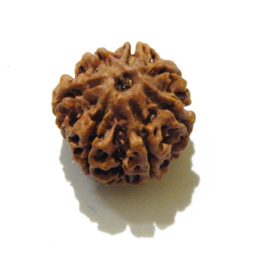 7 mukhi rudraksha 