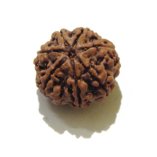 7 mukhi rudraksha 