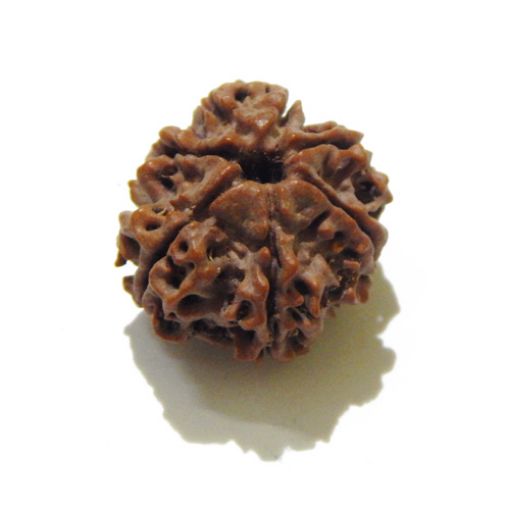 7 mukhi rudraksha 