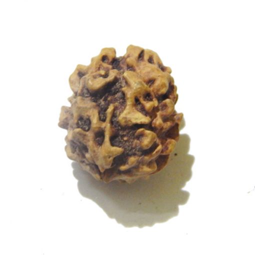 Two Mukhi Himalayan Rudraksha