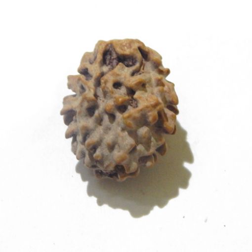 Two Face Himalayan Rudraksha