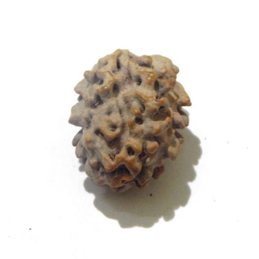 Two Face Himalayan Rudraksha