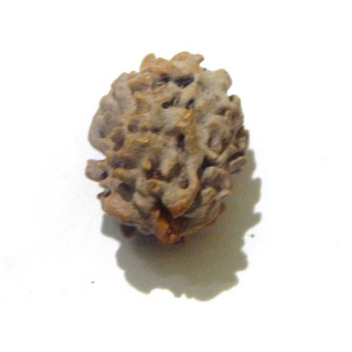 Two Face Himalayan Rudraksha