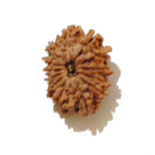 Thirteen Mukhi Rudraksha