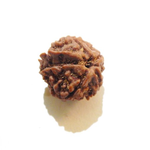 Ganesh Rudraksha Wholesale