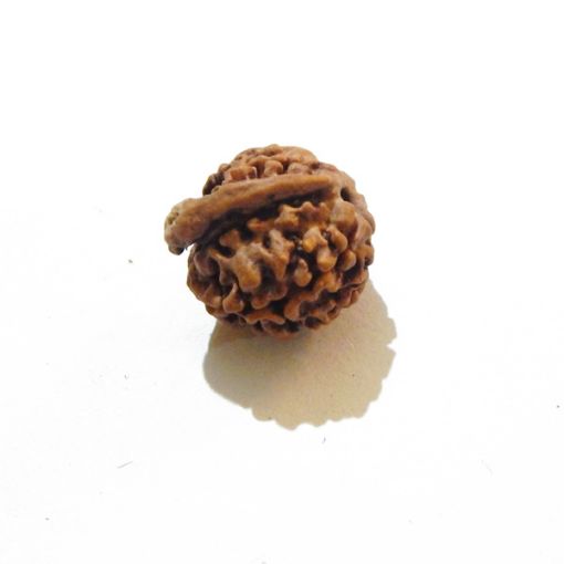 Ganesh Rudraksha Wholesale