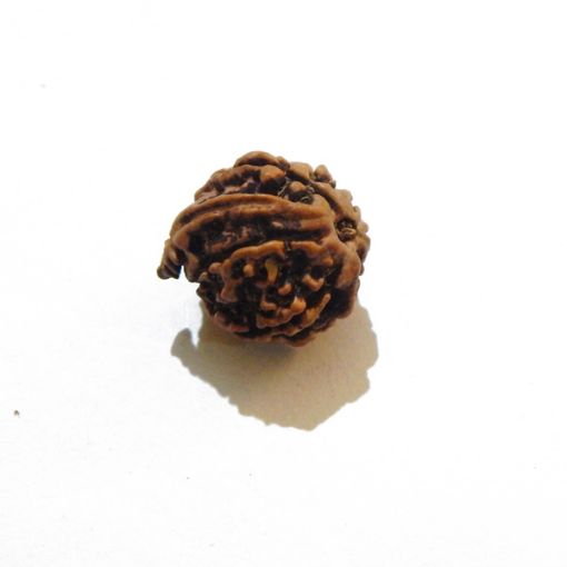 Ganesh Rudraksha Wholesale