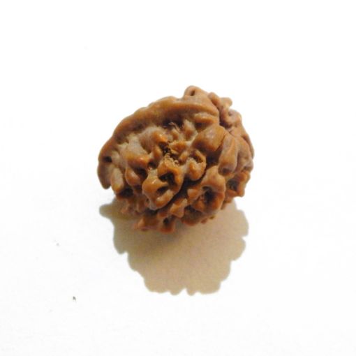 Ganesh Rudraksha Wholesale