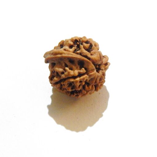 Ganesh Rudraksha Wholesale