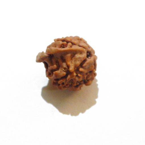 Ganesh Rudraksha Wholesale