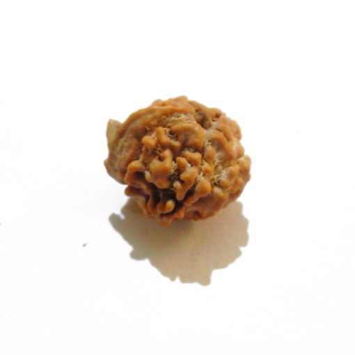 Ganesh Rudraksha Wholesale