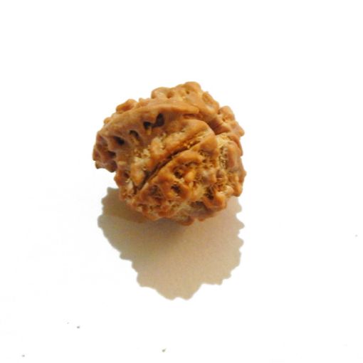 Ganesh Rudraksha Wholesale