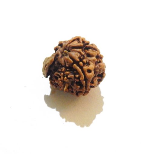 Ganesh Rudraksha Wholesale