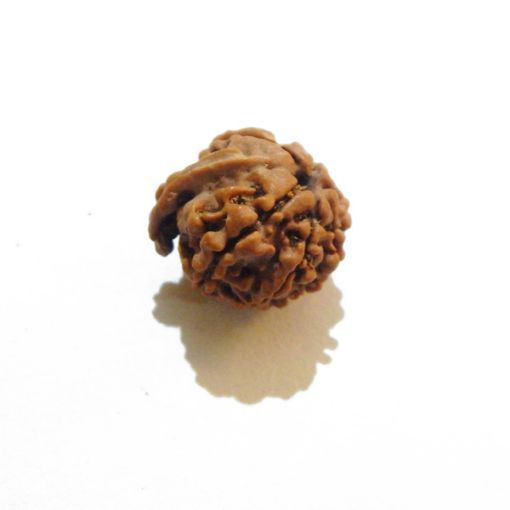 Ganesh Rudraksha Wholesale