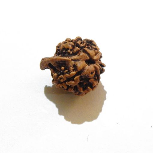 Ganesh Rudraksha Wholesale