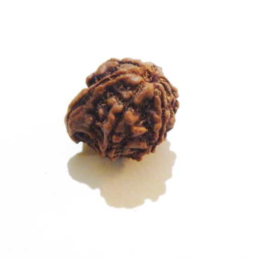 Ganesh Rudraksha Wholesale