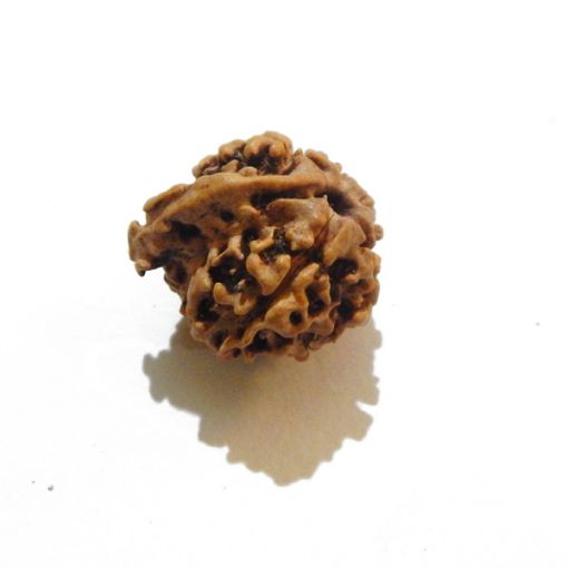 Ganesh Rudraksha Wholesale