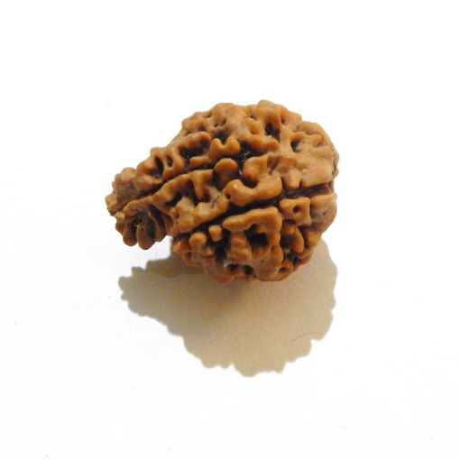 Ganesh Rudraksha Wholesale