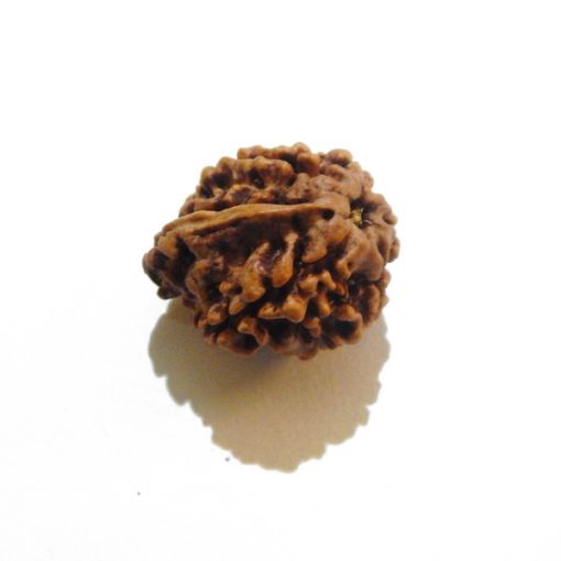 Ganesh Rudraksha Wholesale