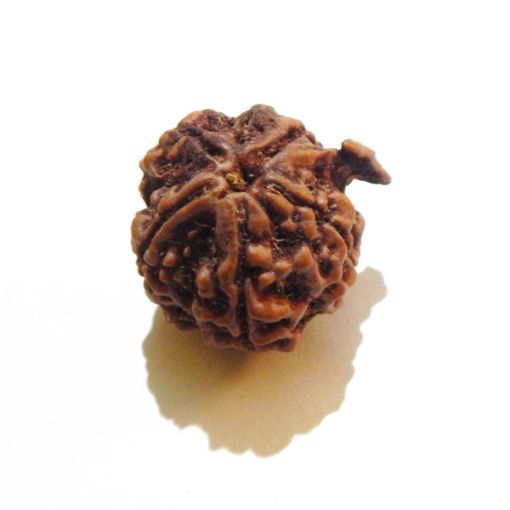 Ganesh Rudraksha Wholesale