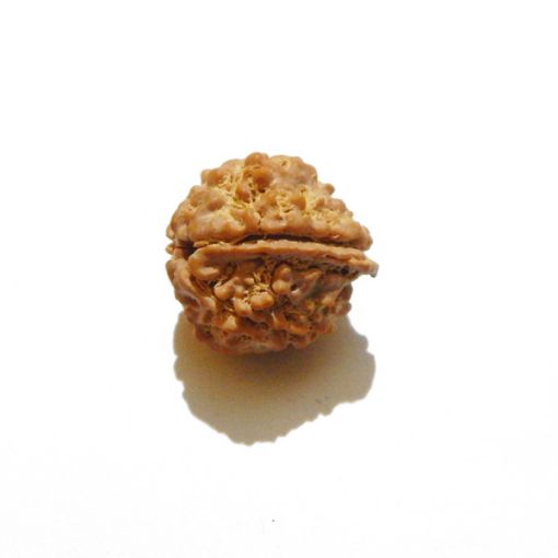 Ganesh Rudraksha Wholesale