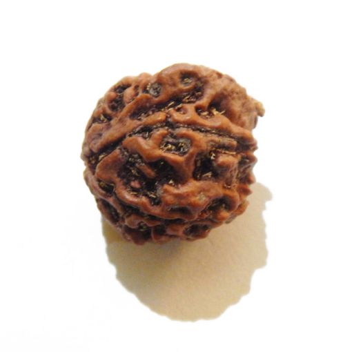 Ganesh Rudraksha Wholesale