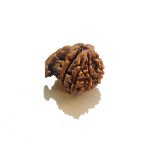 Ganesh Rudraksha Wholesale