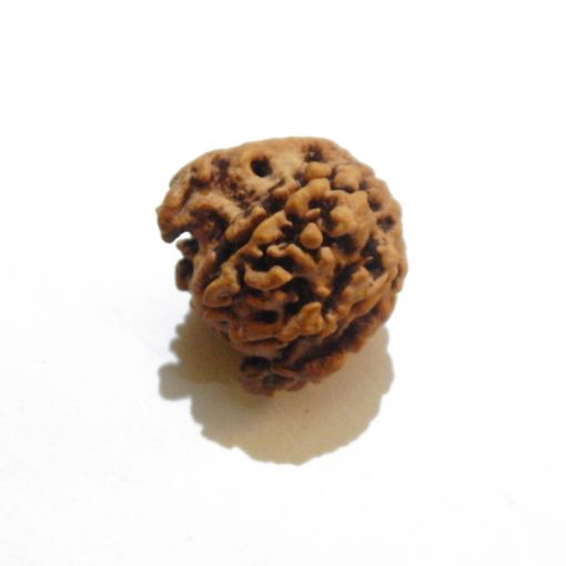 Ganesh Rudraksha Wholesale