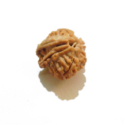 Ganesh Rudraksha Wholesale