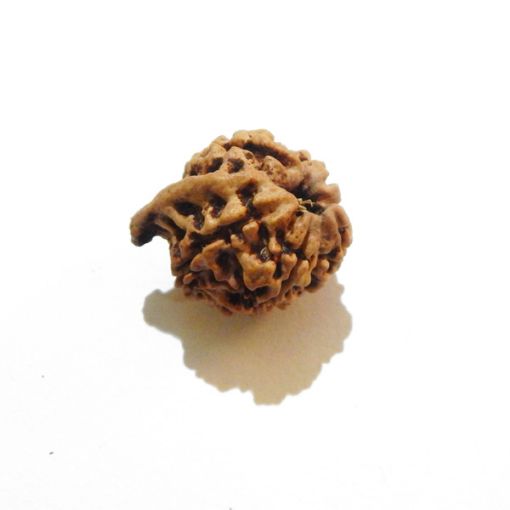 Ganesh Rudraksha Wholesale