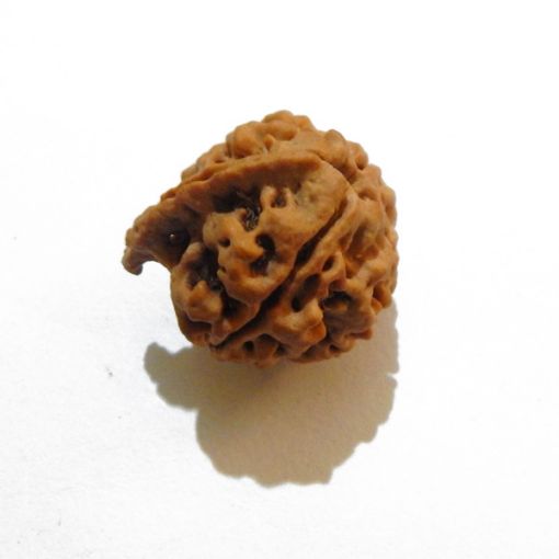 Ganesh Rudraksha Wholesale