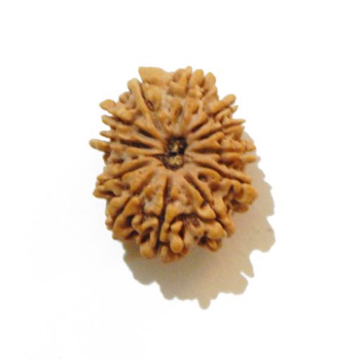 Thirteen Mukhi Rudraksha