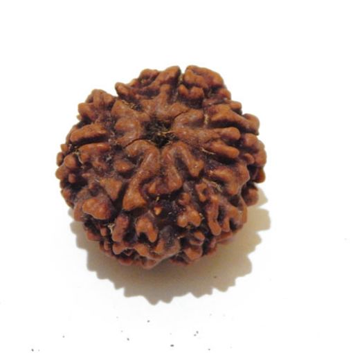 Six Mukhi Rudraksha