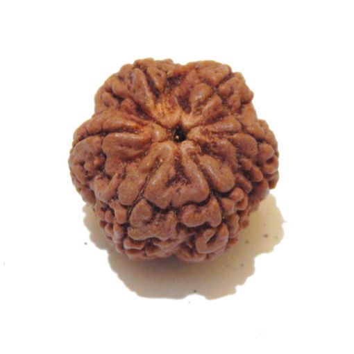 Six Mukhi Rudraksha