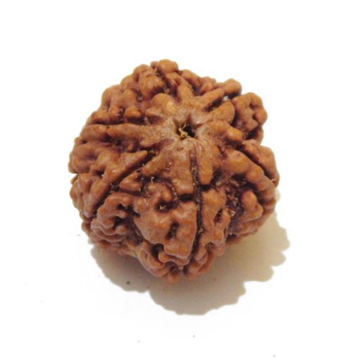 Six Mukhi Rudraksha