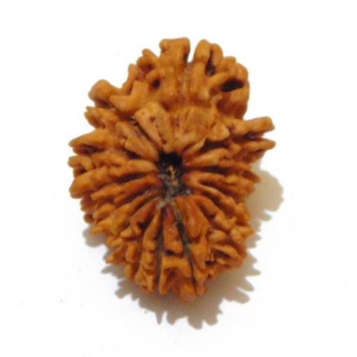 14 Mukhi Nepali Rudraksha