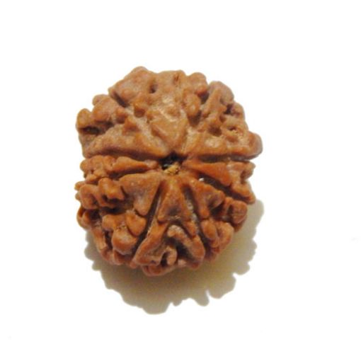 Eight Mukhi Rudraksha