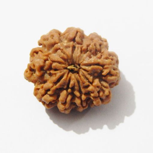 Nine Mukhi Rudraksha