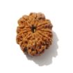 Nine Mukhi Rudraksha