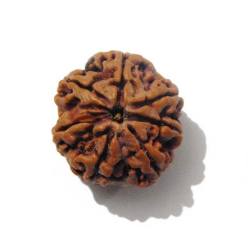 7 mukhi rudraksha 