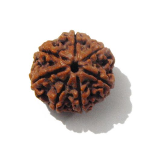 7 mukhi rudraksha 
