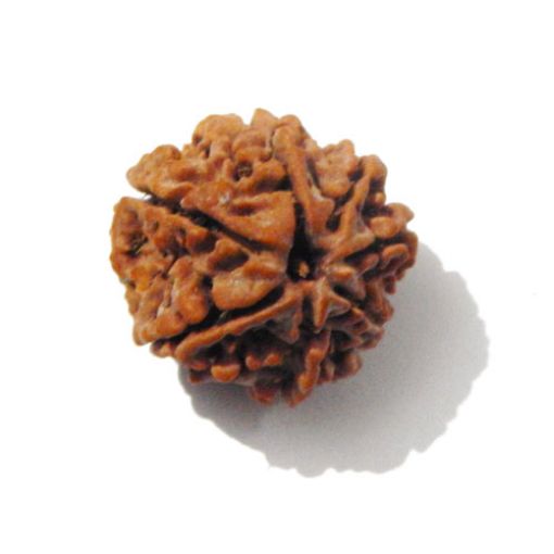7 mukhi rudraksha 