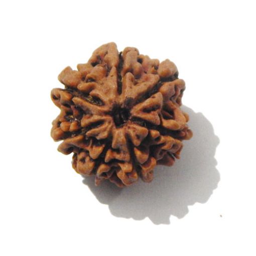 7 mukhi rudraksha 