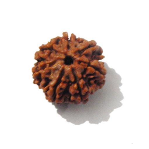7 mukhi rudraksha 