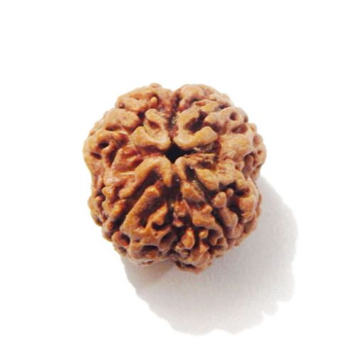 Four Mukhi Rudraksha