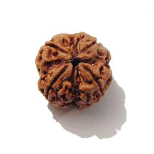 Four Mukhi Rudraksha