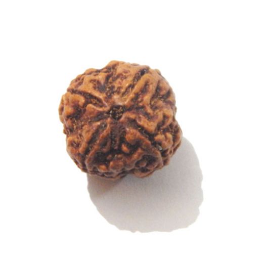 Four Mukhi Rudraksha