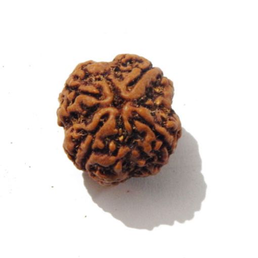 Four Mukhi Rudraksha