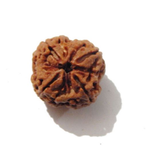 Four Mukhi Rudraksha